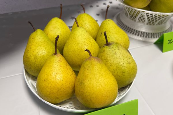 В Екатеринбурге ученые из четырех стран определят будущее адаптивного садоводства