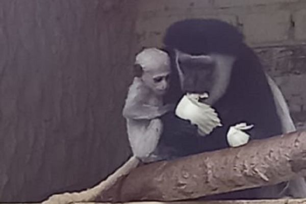 В семье восточных колобусов из Екатеринбургского зоопарка произошло пополнение