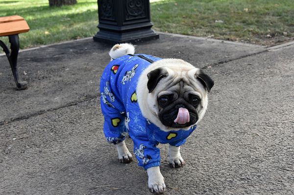 Регистрировать домашних и бродячих животных будут по их фотографиям