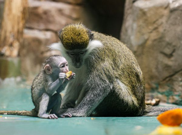 Имя для непоседы: зоопарк ищет кличку для малыша мартышки