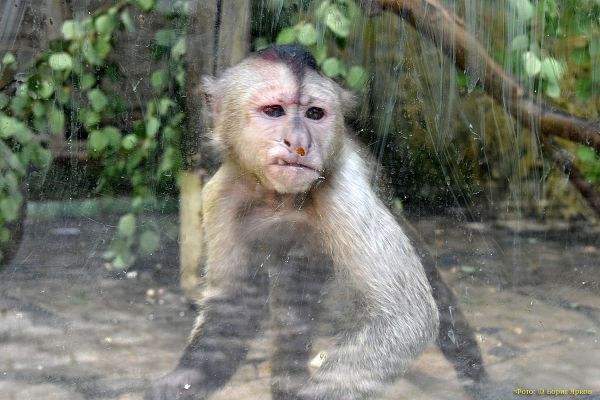 В цирке Нижнего Тагила прямо во время выступления шимпанзе напал на ребенка
