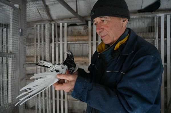 «Голубятники»: исчезающий вид увлекающихся людей