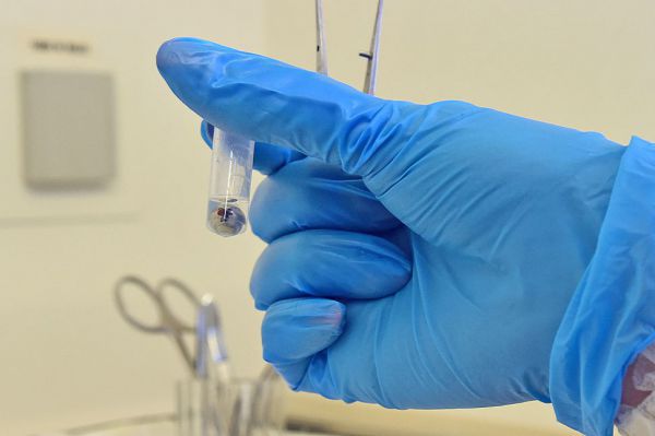 Анна Попова: 80% заболевших ковидом россиян заразились «стелс-омикроном»