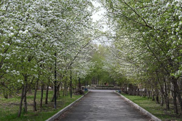 Основинский парк Екатеринбурга лидирует в голосовании за благоустройство в 2026 году
