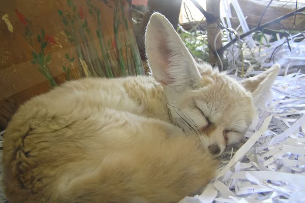 В екатеринбургском зоопарке появилась самая маленькая в мире лиса