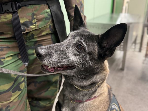 Нюх на деньги. Служебные собаки помогли уральским таможенникам выявить свыше 650 нарушений за год