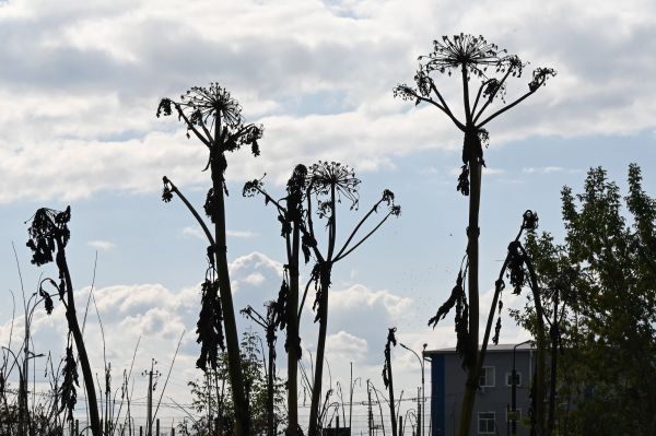 Ядовитый сорняк отравляет жизнь свердловчан: как с борщевиком борются в городах Среднего Урала