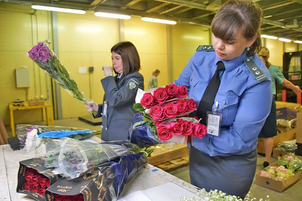 Екатеринбуржец пытался провезти через границу большую партию цветов из Литвы
