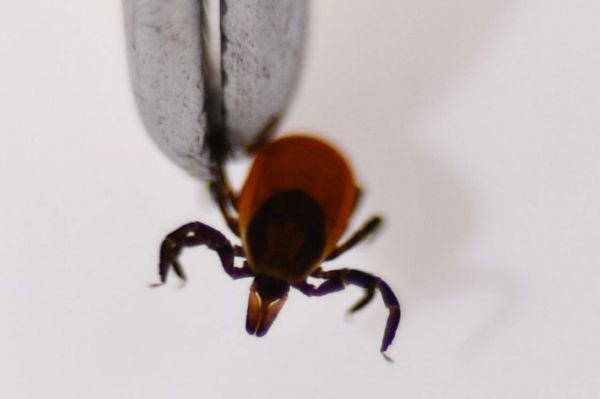 Из-за холодной погоды в Свердловской области на треть снизилась активность клещей 