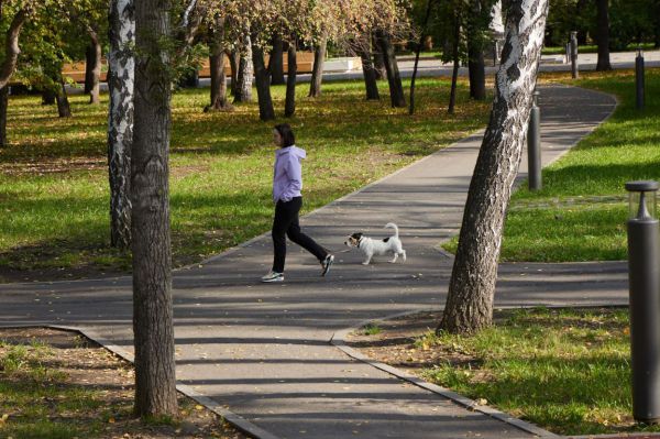 По четыре  «квадрата» на нос: площадки для выгула собак будут строить по ГОСТу