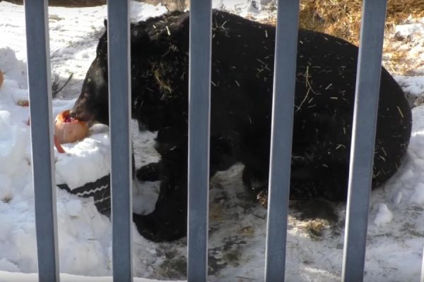 В зоопарке Екатеринбурга вышел из спячки первый медведь