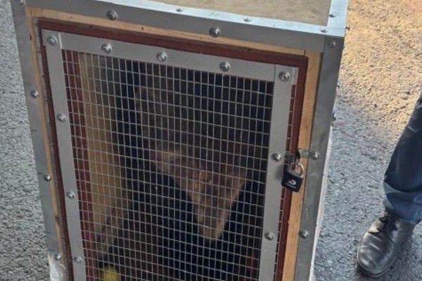Двух гималайских медвежат доставили самолетом в Екатеринбург из Владивостока