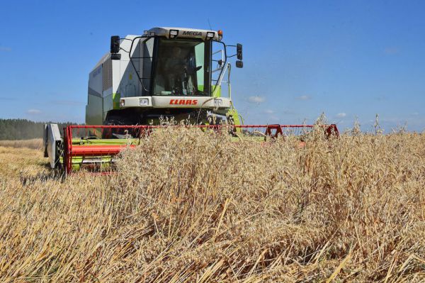 На Урале убрано более трети зерновых и зернобобовых культур